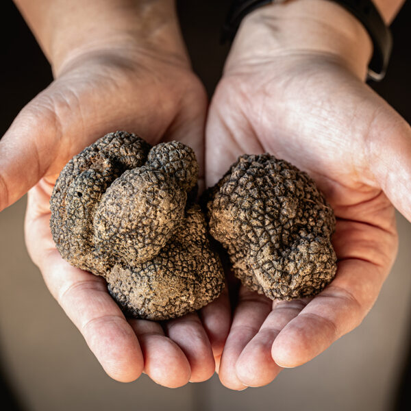 Perigord Truffle