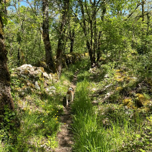 Woodland Walks