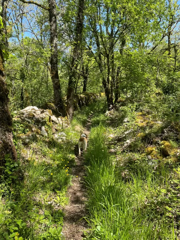 Woodland Walks