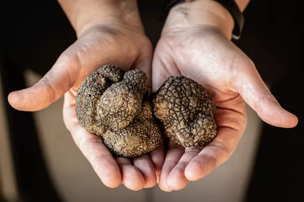 Truffe du Périgord